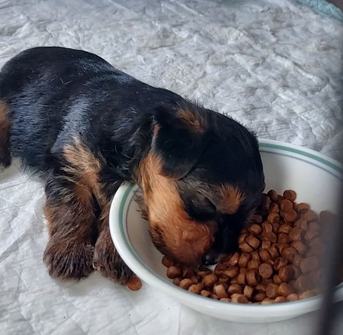 Yorkshire Terrier Puppies breeder image 19