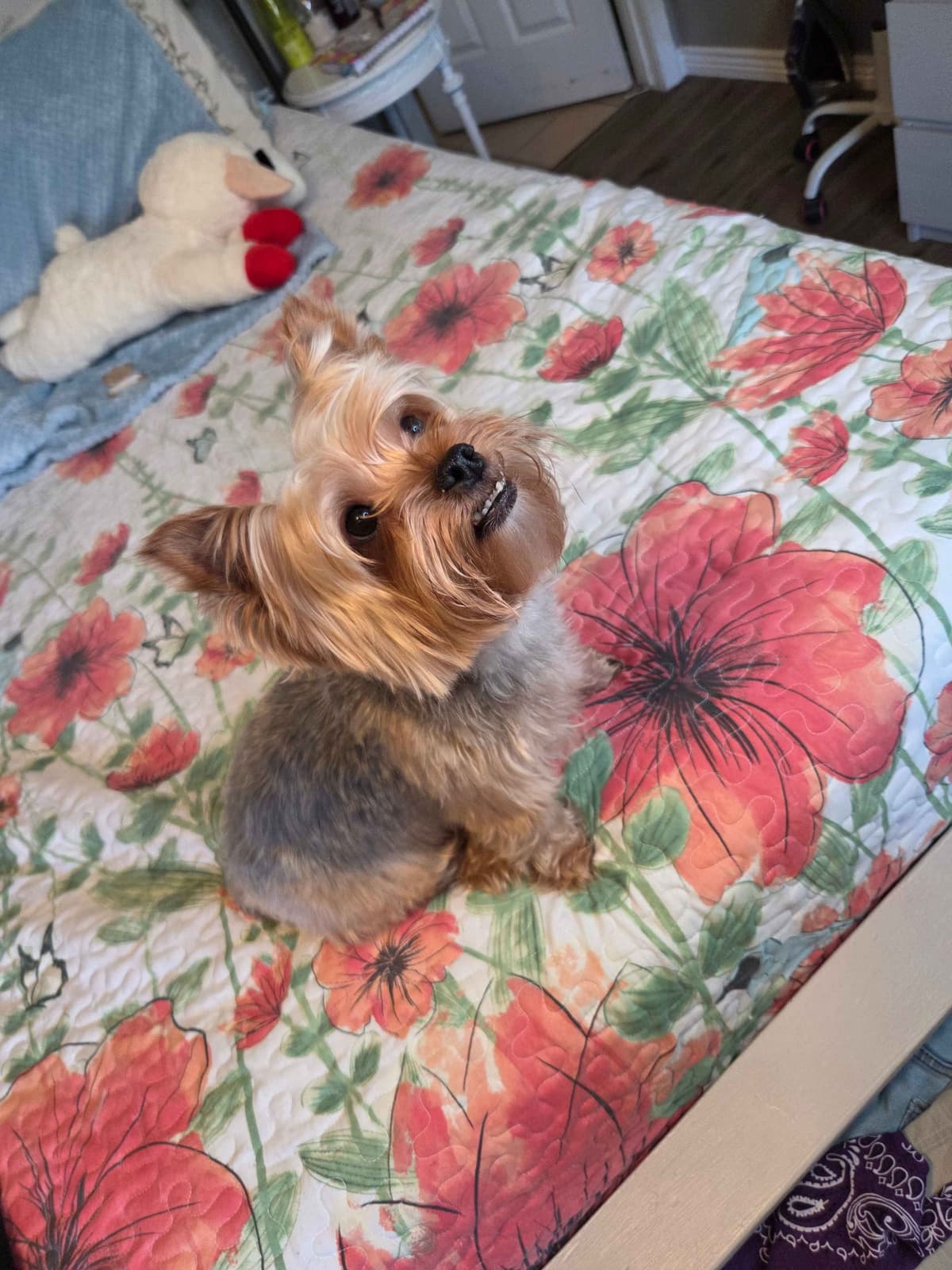 Yorkshire Terrier Puppies breeder image 20