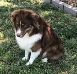 Miniature American Shepherd Puppies media 2
