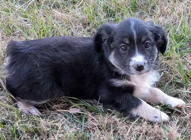 Miniature American Shepherd Puppies media 3