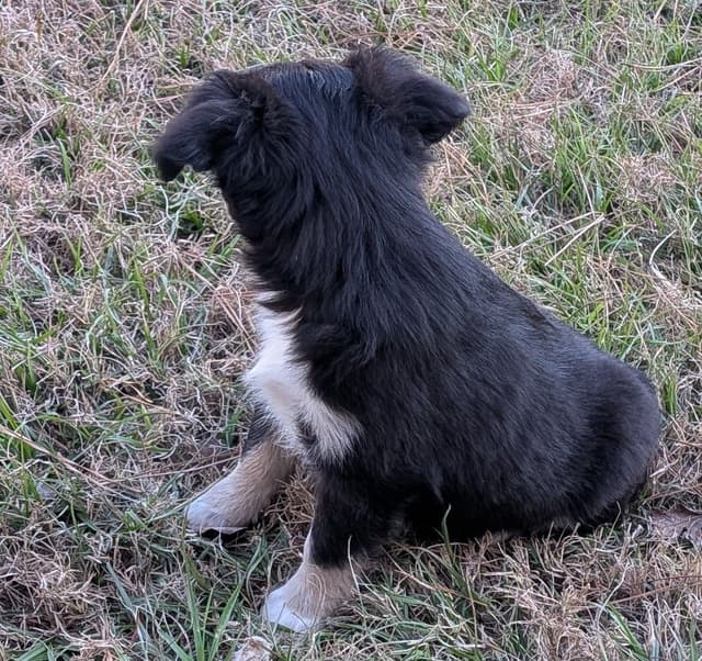 Miniature American Shepherd Puppies media 4