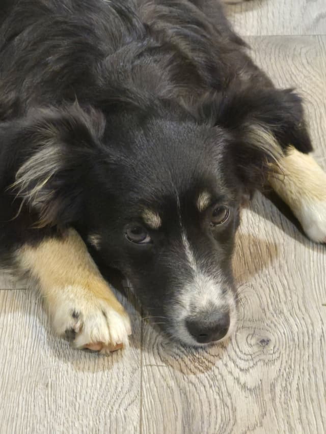 Miniature American Shepherd Puppies media 8