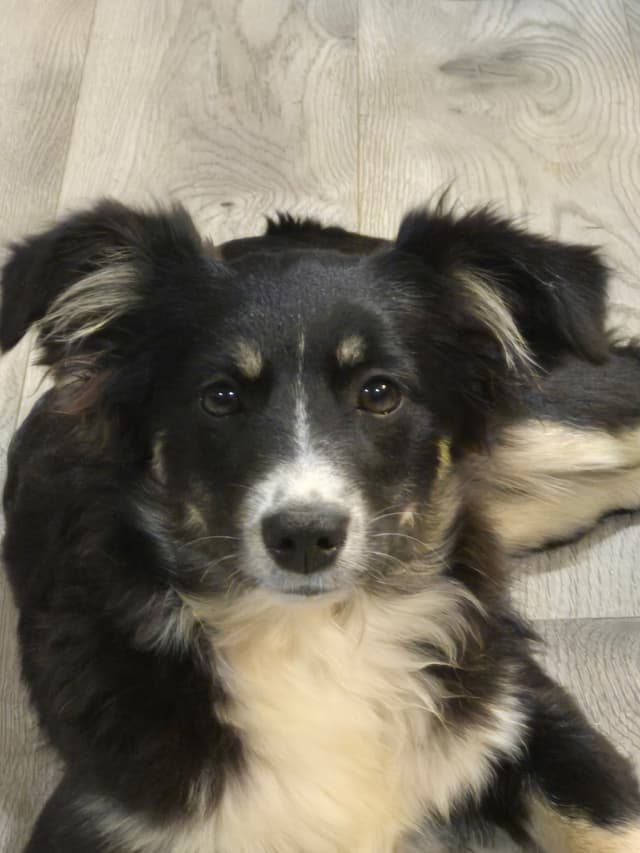 Miniature American Shepherd Puppies media 9