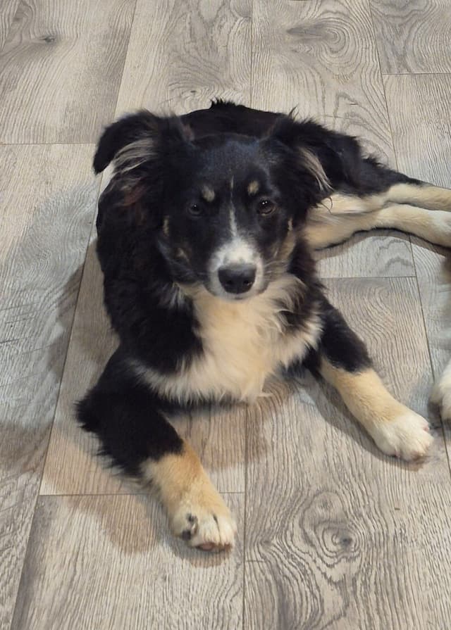 Miniature American Shepherd Puppies media 10