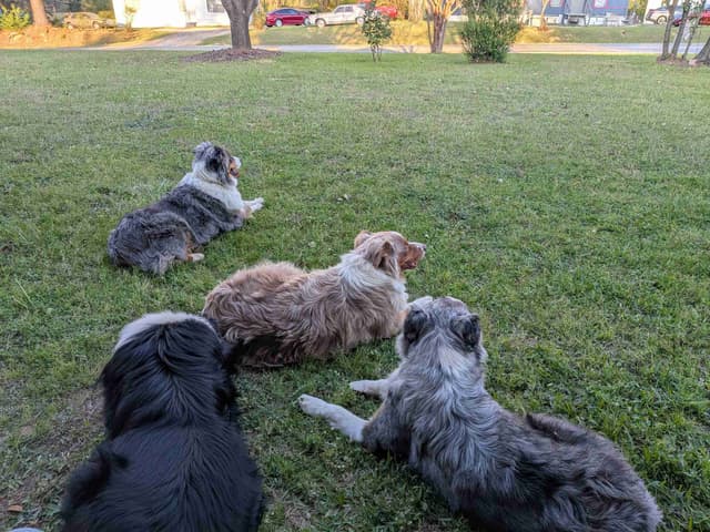 Miniature American Shepherd Puppies media 12