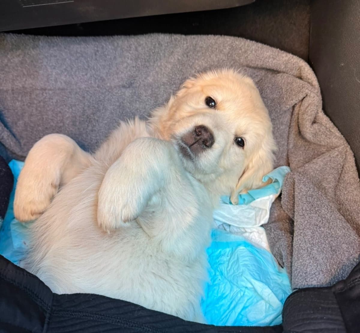 Golden Retriever Puppies breeder image 1