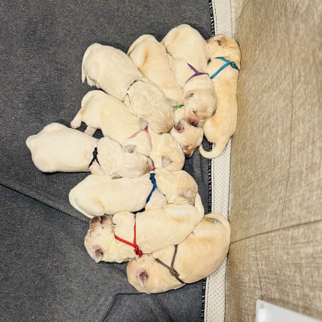 Golden Retriever Puppies media 2