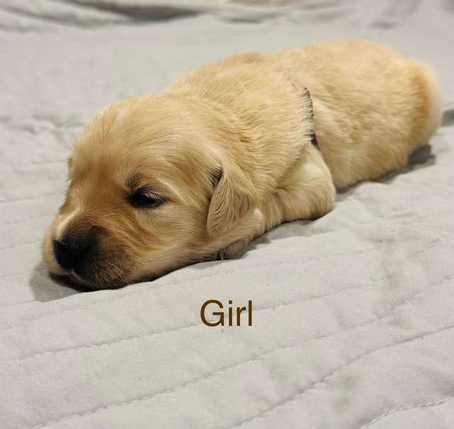 Golden Retriever Puppies media 3