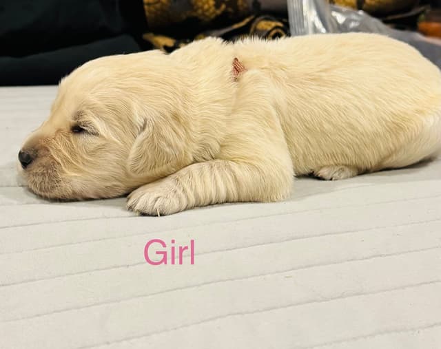Golden Retriever Puppies media 4