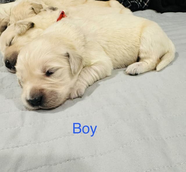 Golden Retriever Puppies media 5