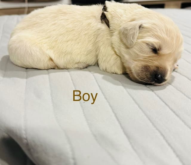 Golden Retriever Puppies media 7