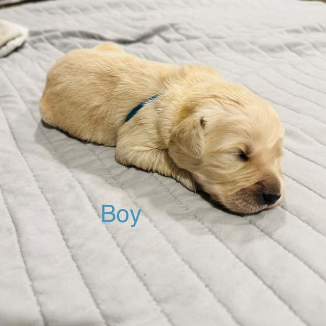 Golden Retriever Puppies media 8