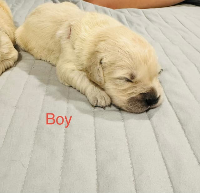 Golden Retriever Puppies media 9