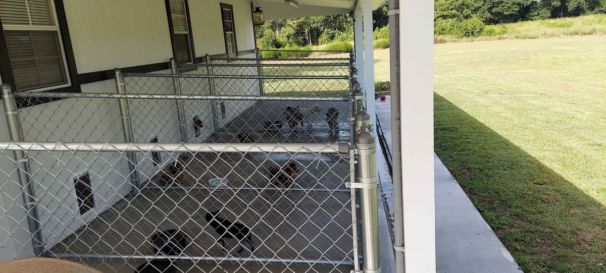 Robin's Female Puppy 3 breeder image 8
