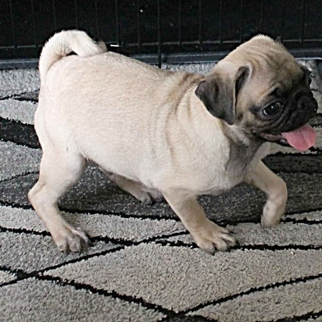 Pug Puppies media 2