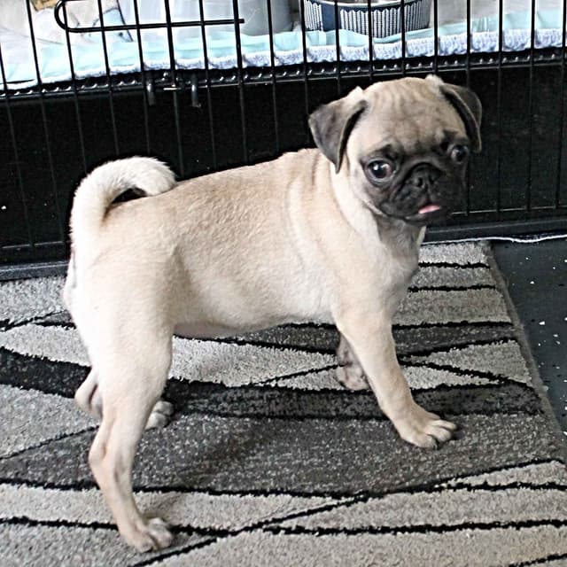Pug Puppies media 3
