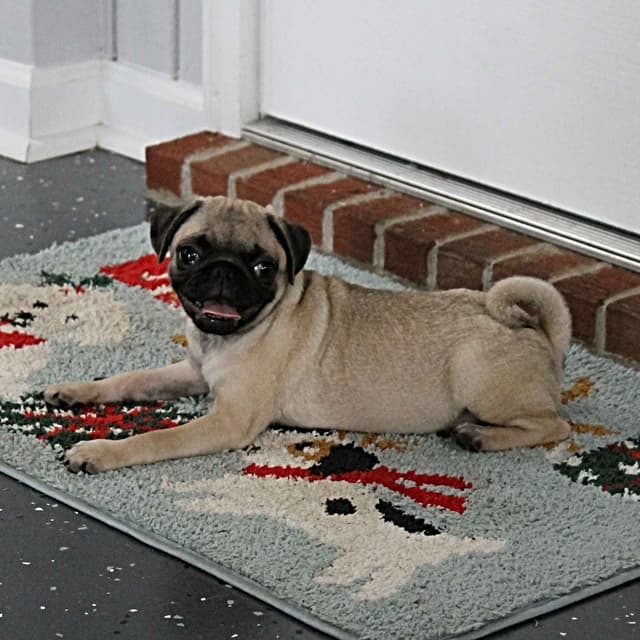 Pug Puppies media 4