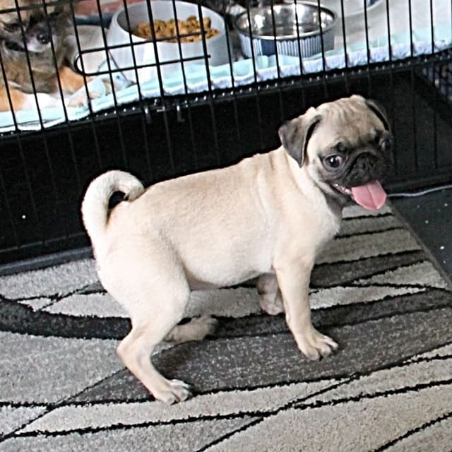 Pug Puppies media 6