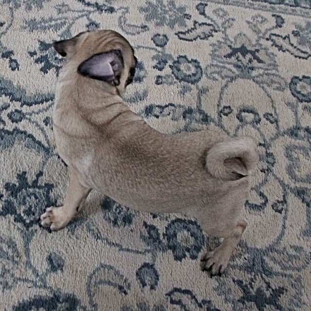 Pug Puppies media 7