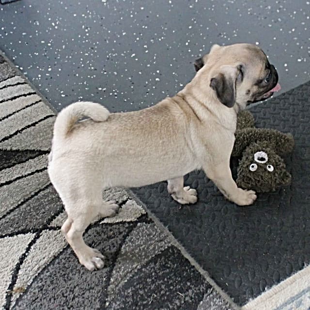 Pug Puppies media 8