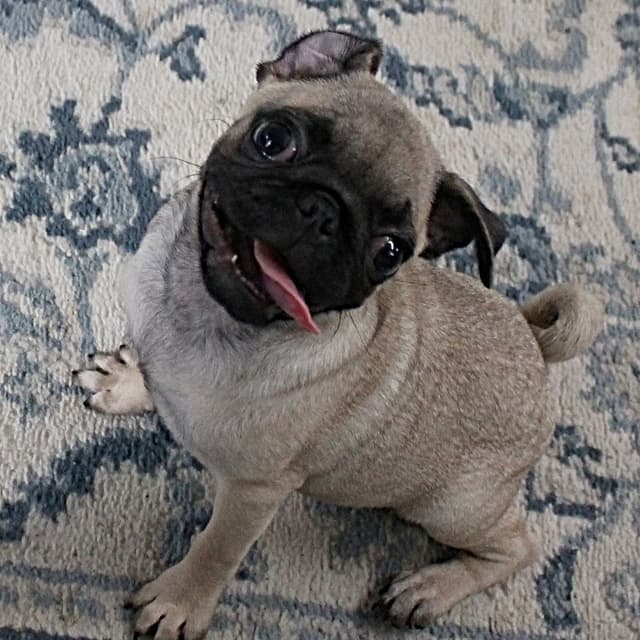 Pug Puppies media 9
