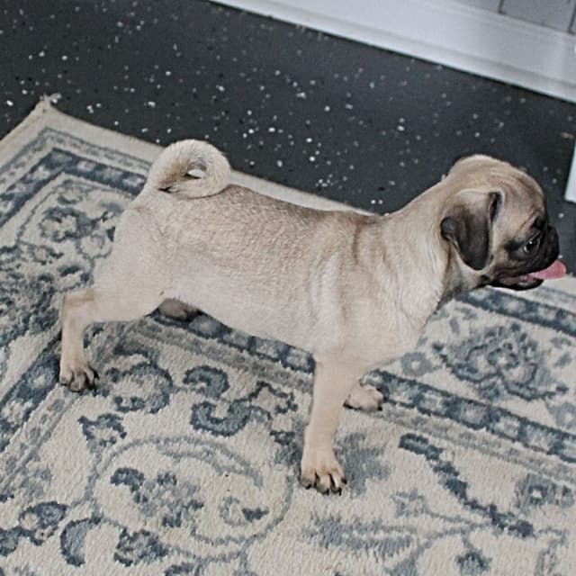 Pug Puppies media 10