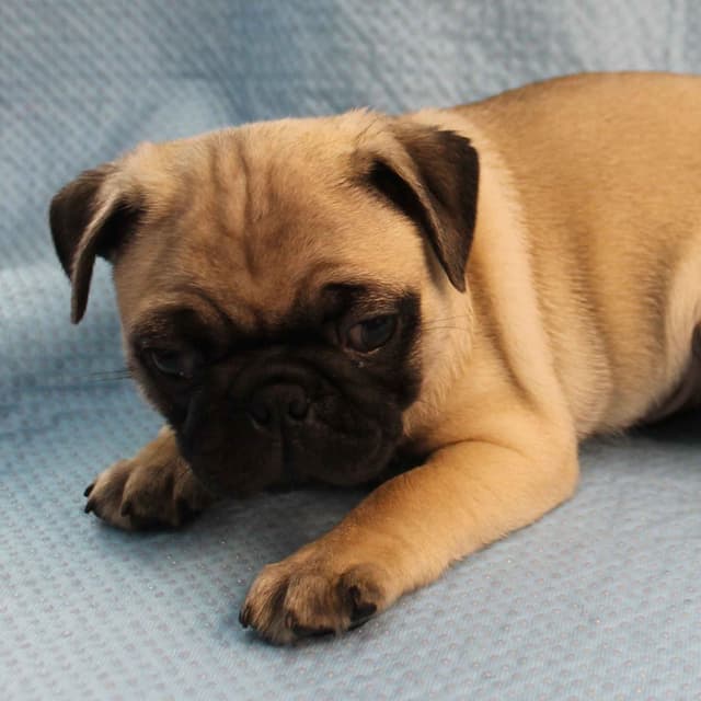 Mandy's Male Pug Puppies media 2
