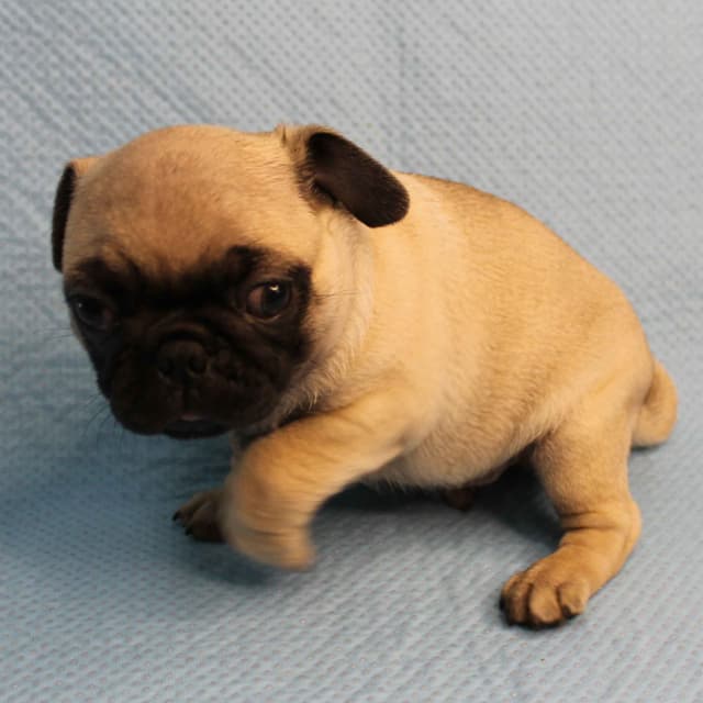 Mandy's Male Pug Puppies media 6
