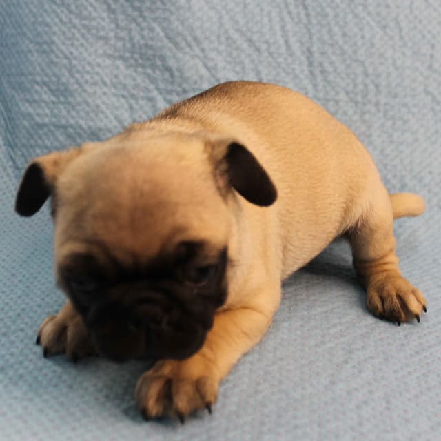 Mandy's Male Pug Puppies media 3