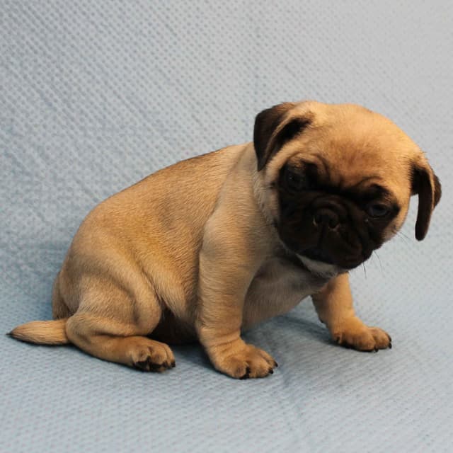 Mandy's Male Pug Puppies media 10