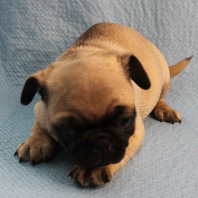 Mandy's Male Pug Puppies media 5