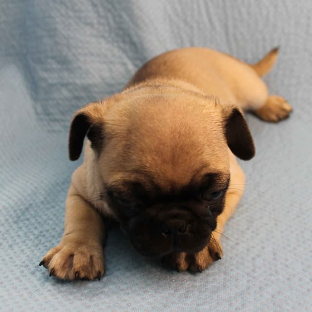 Mandy's Male Pug Puppies media 7