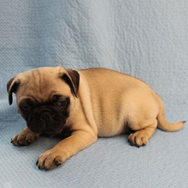 Mandy's Male Pug Puppies media 4