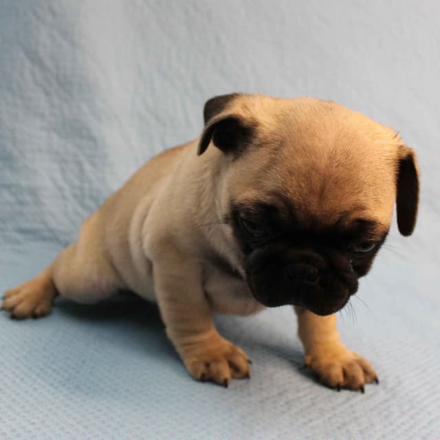 Mandy's Male Pug Puppies media 8