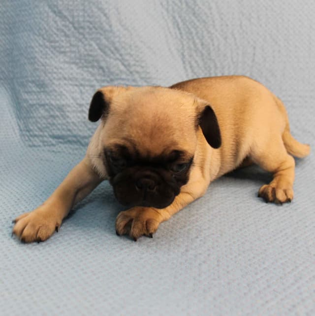 Mandy's Male Pug Puppies media 9