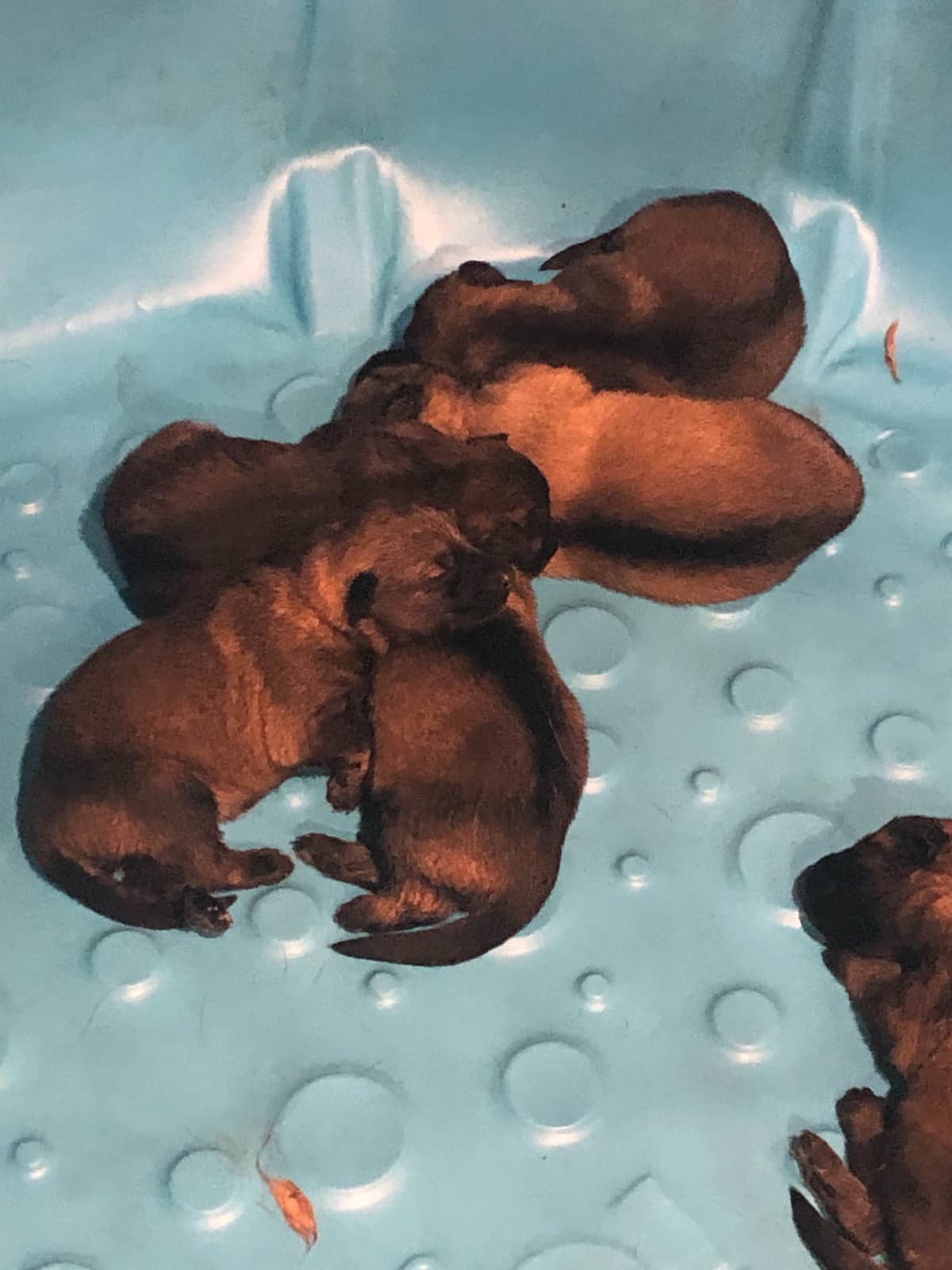 Rottweiler Puppies breeder image 5