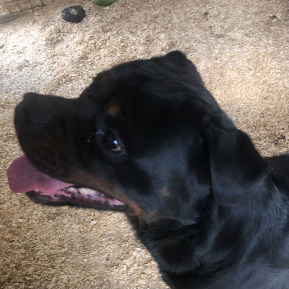 Rottweiler Puppies breeder image 6