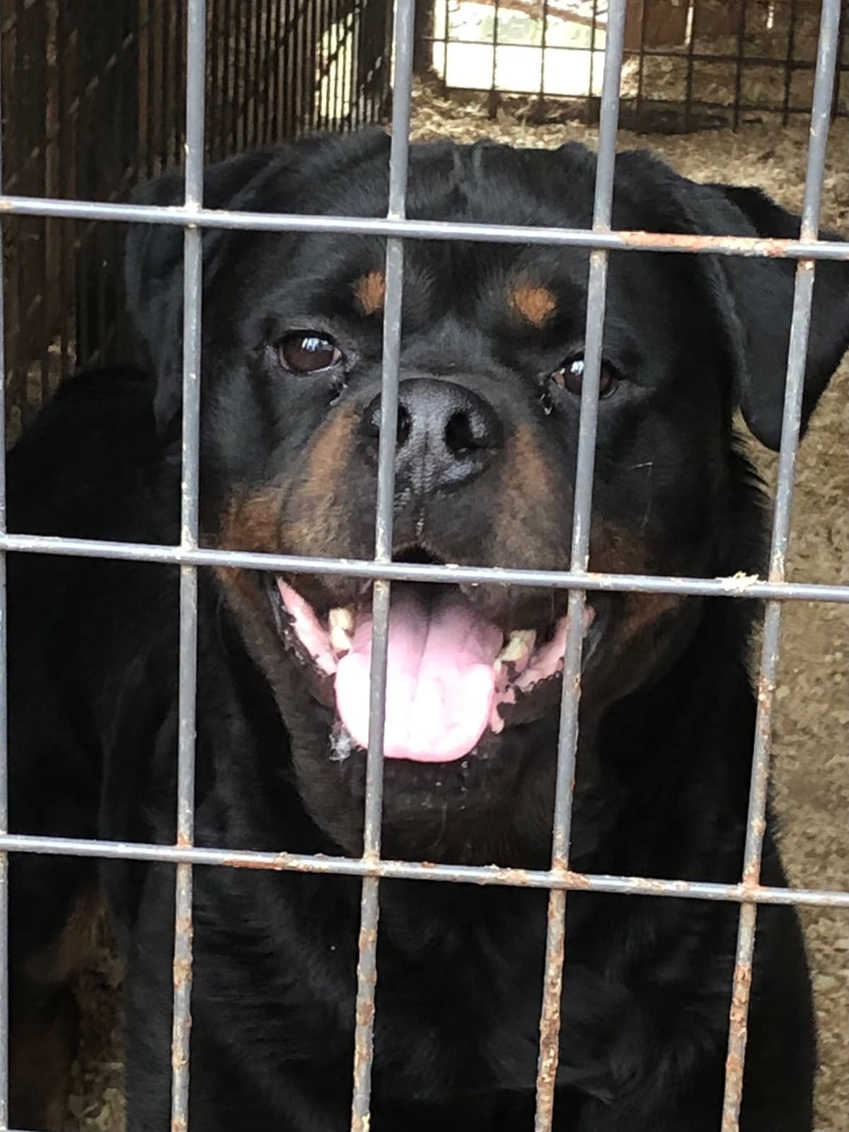 Rottweiler Puppies breeder image 7