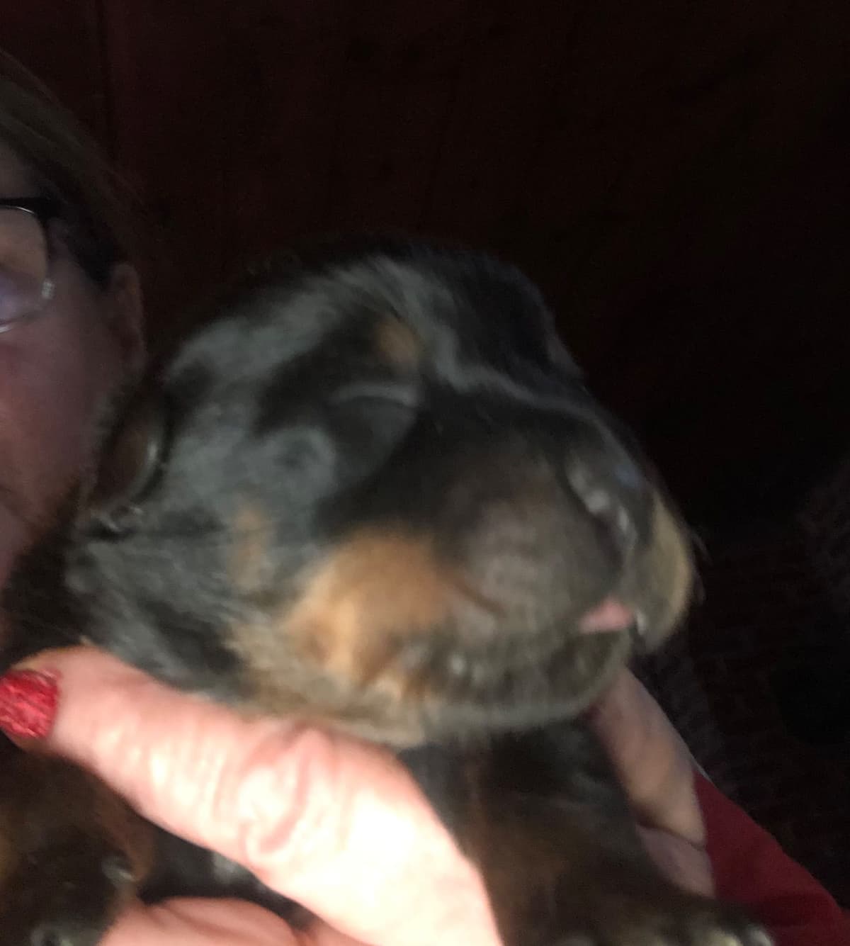 Rottweiler Puppies breeder image 8