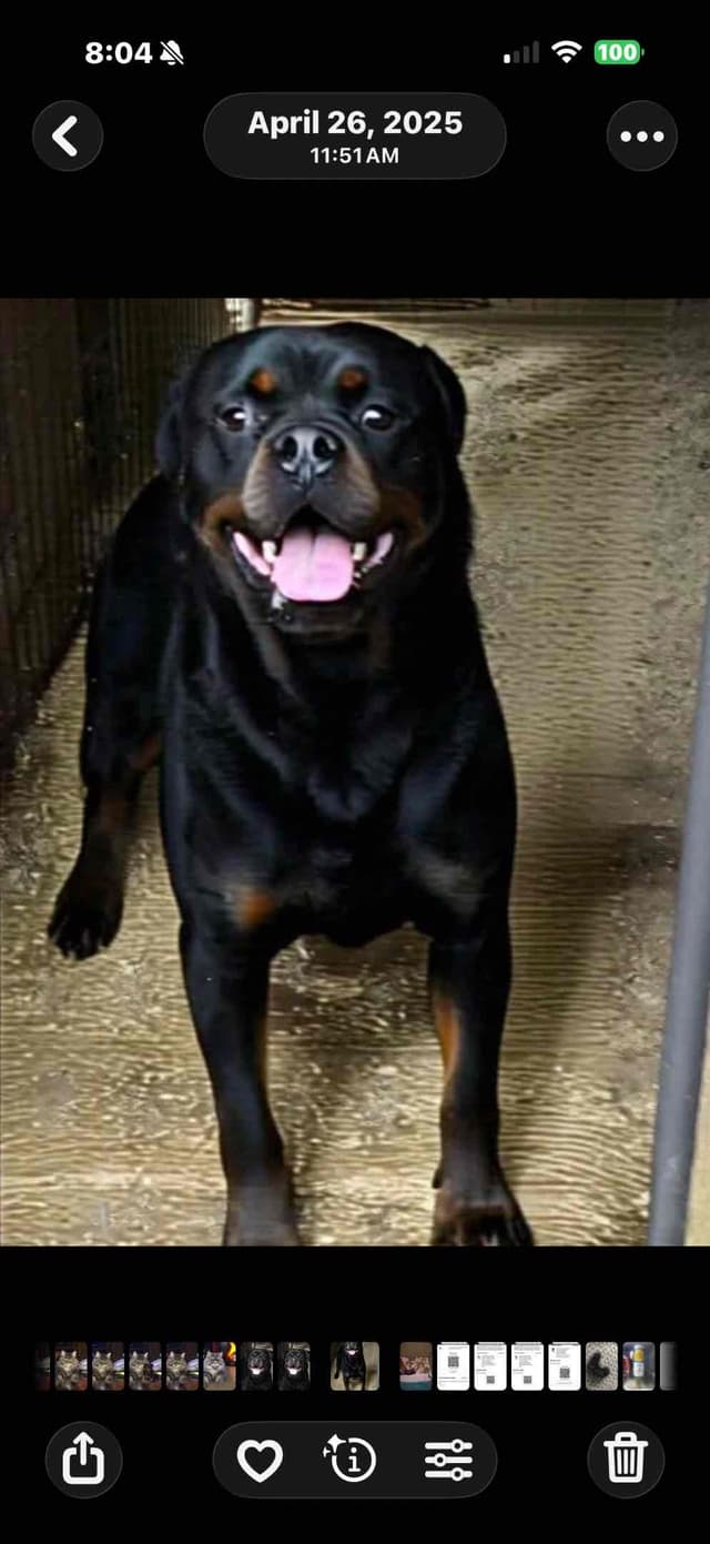 Rottweiler Puppies media 2