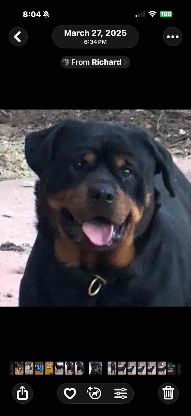 Rottweiler Puppies media 3