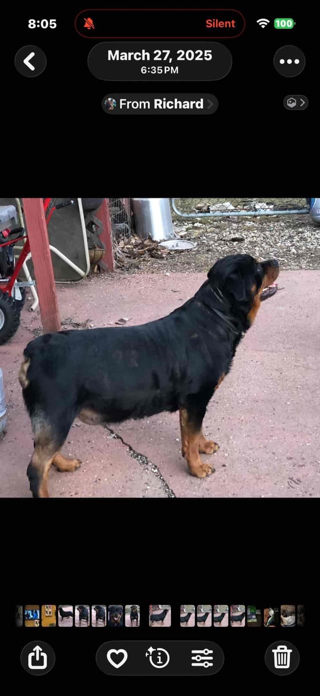 Rottweiler Puppies media 4