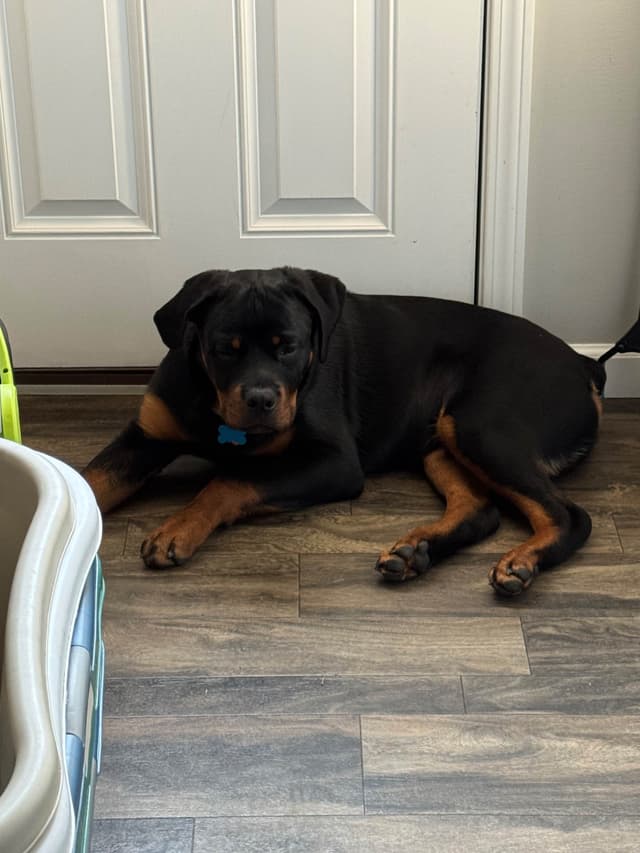 Rottweiler Puppies media 5