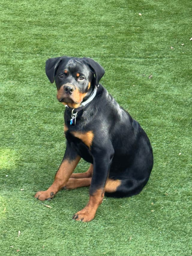 Rottweiler Puppies media 6