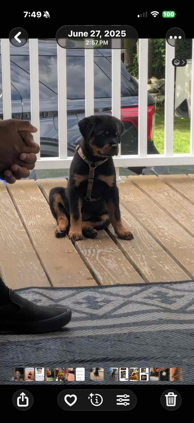 Rottweiler Puppies media 8