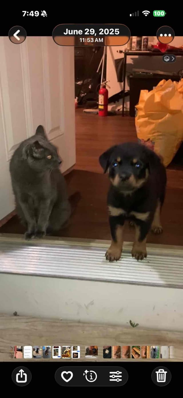 Rottweiler Puppies media 9