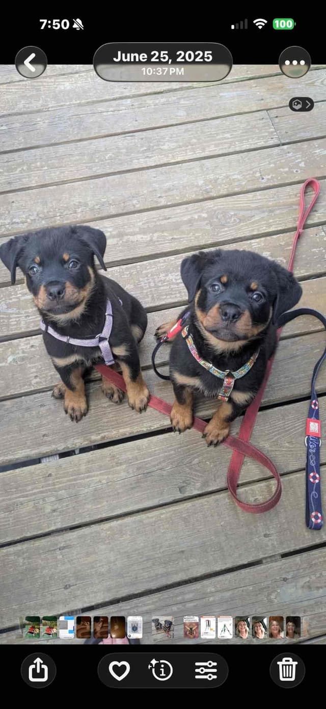 Rottweiler Puppies media 7