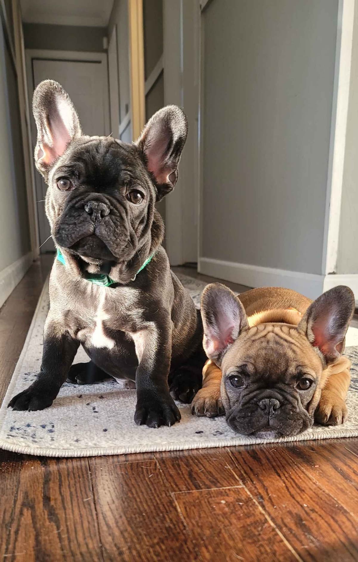 New York - 4x European Champion Sired French Bulldog Puppies breeder image 1