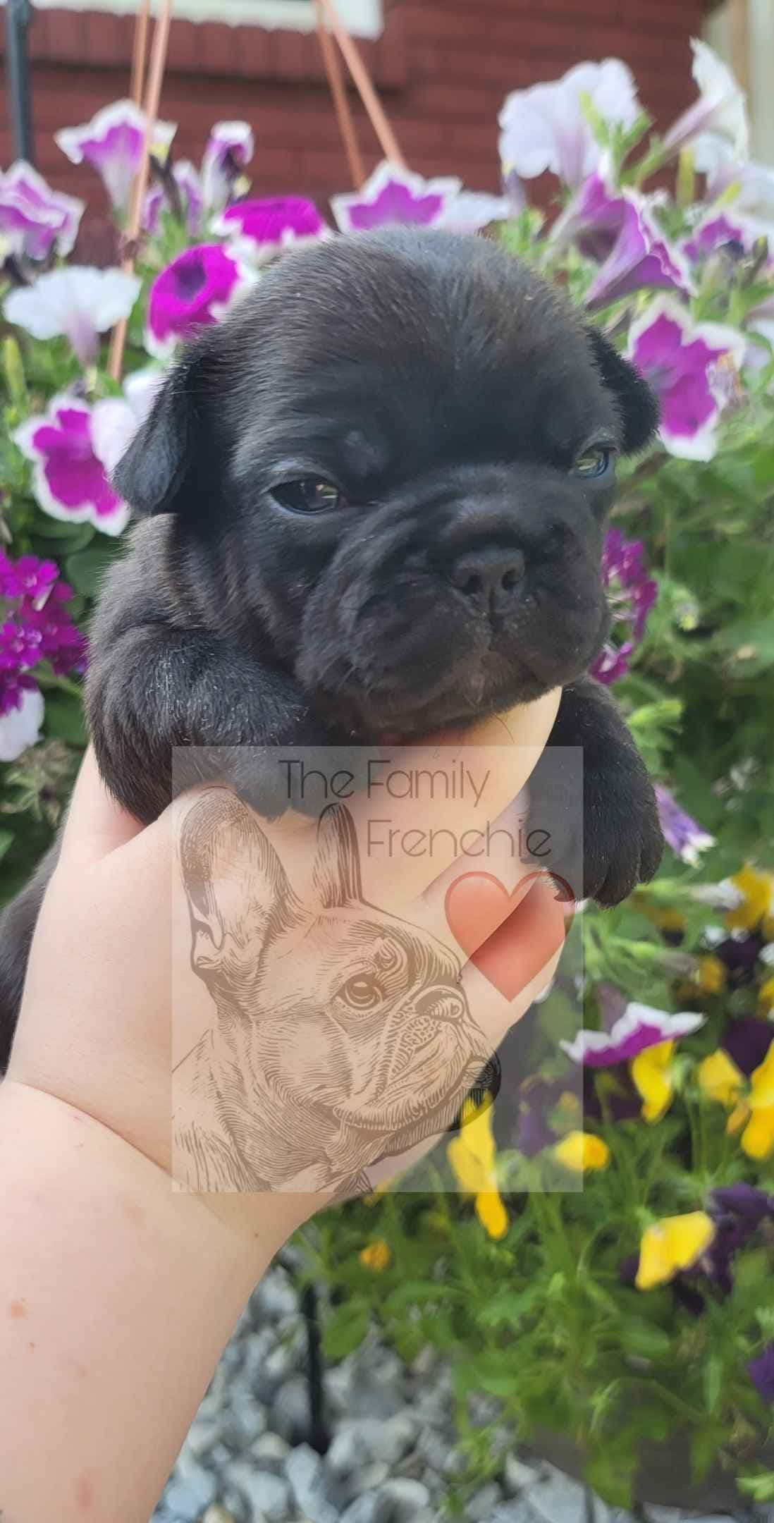 New York - 4x European Champion Sired French Bulldog Puppies breeder image 7