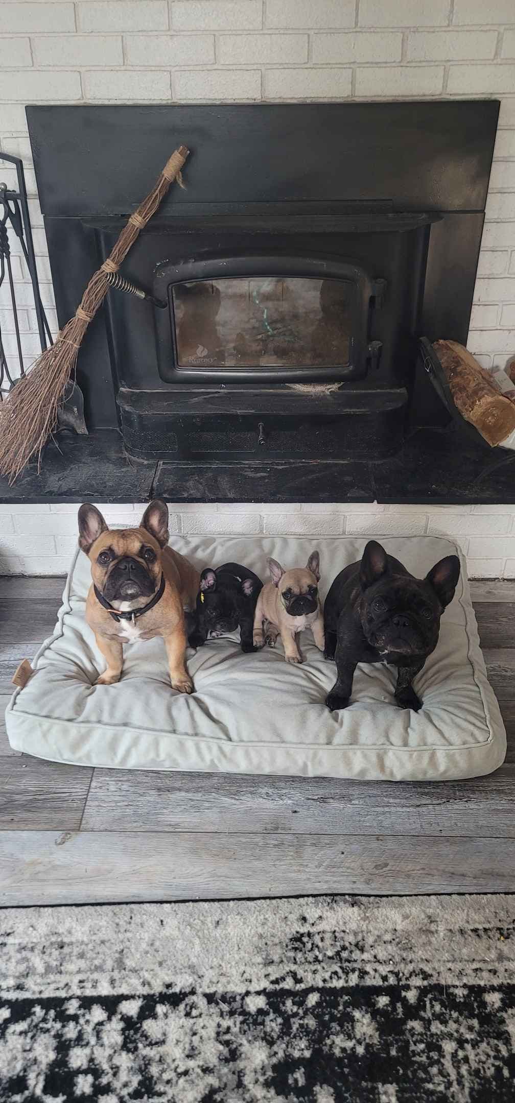 New York - 4x European Champion Sired French Bulldog Puppies breeder image 14